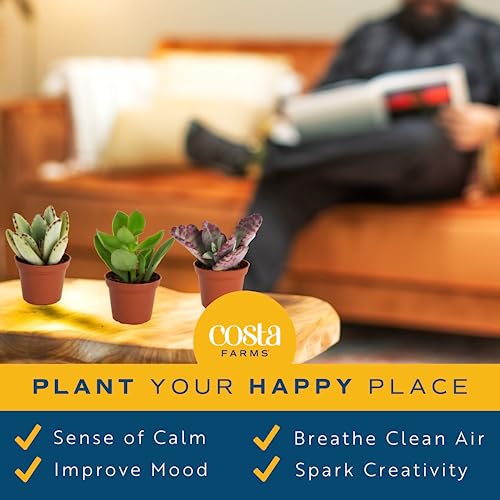 Costa Farms Live Succulent Plants (11-Pack), Mini Succulent Assortment Potted in Nursery Plant Pots, Grower's Choice Indoor Houseplants, Bulk Gift for Baby Shower, Wedding, Party, 2-Inches Tall