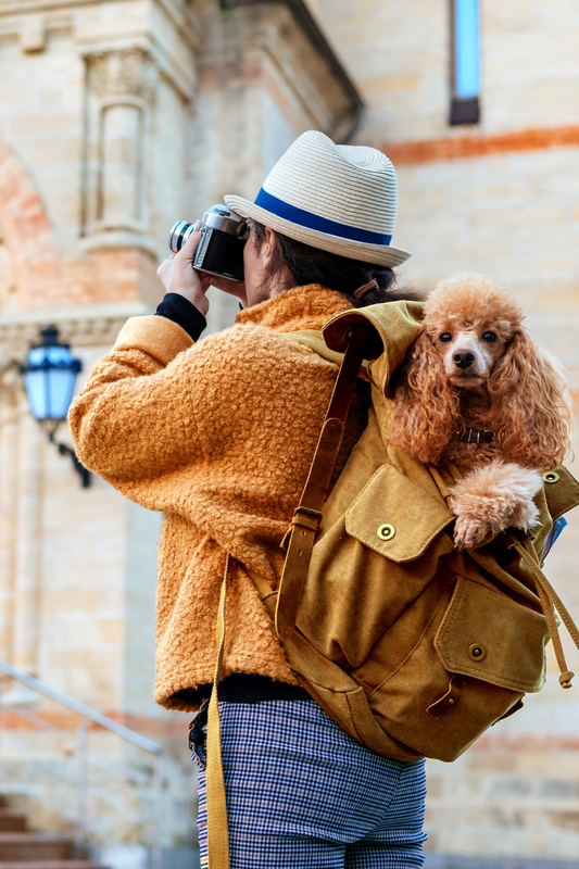 7 essential things to have when traveling with your dog. You can see a dog and a bohemian woman. 