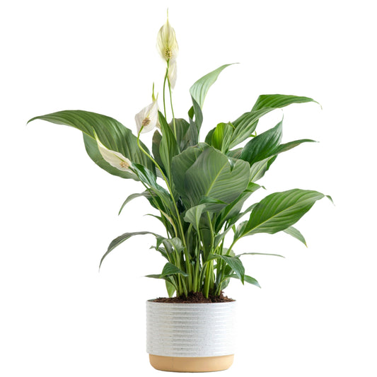 Peace Lily Live Plant Decor