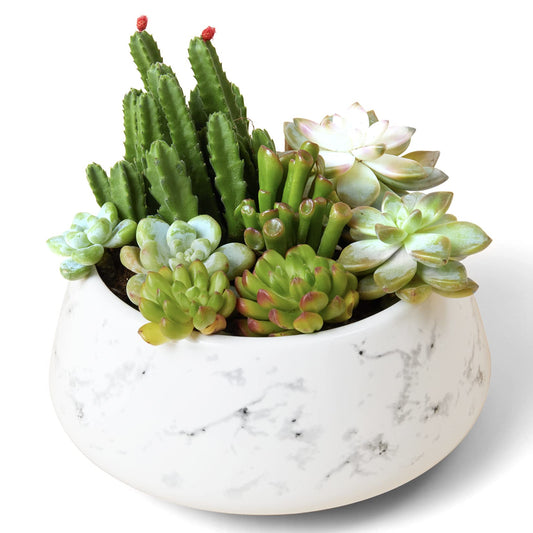 Large Succulent Ceramic Planter Pot, 8 Inch