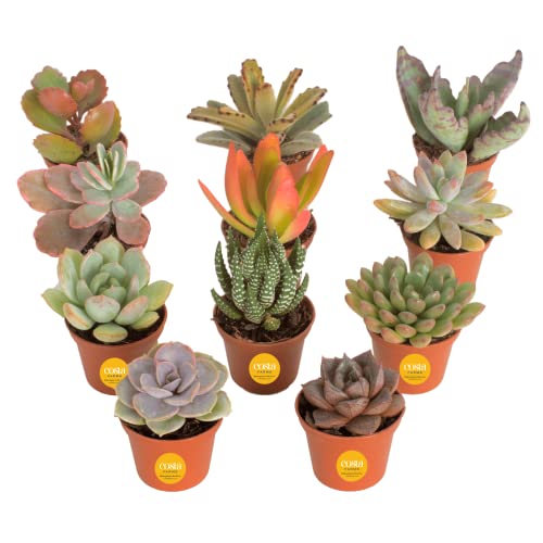 Costa Farms Live Succulent Plants (11-Pack), Mini Succulent Assortment Potted in Nursery Plant Pots, Grower's Choice Indoor Houseplants, Bulk Gift for Baby Shower, Wedding, Party, 2-Inches Tall