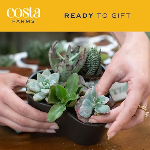 Costa Farms Live Succulent Plants (11-Pack), Mini Succulent Assortment Potted in Nursery Plant Pots, Grower's Choice Indoor Houseplants, Bulk Gift for Baby Shower, Wedding, Party, 2-Inches Tall