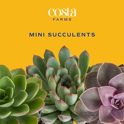 Costa Farms Live Succulent Plants (11-Pack), Mini Succulent Assortment Potted in Nursery Plant Pots, Grower's Choice Indoor Houseplants, Bulk Gift for Baby Shower, Wedding, Party, 2-Inches Tall