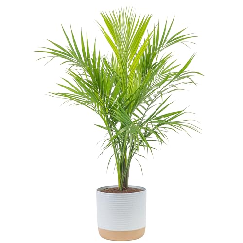 Costa Farms Majesty Palm Live Plant, Live Indoor and Outdoor Palm Tree, Potted in Modern Décor Planter, Tropical Floor Houseplant in Potting Soil, Great Patio, Balcony, Home Decor, 3-4 Feet Tall