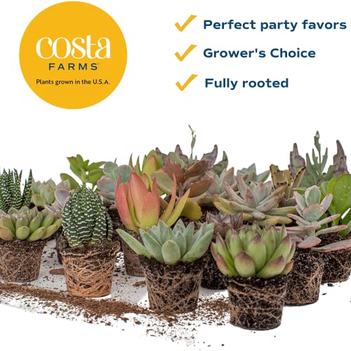 Costa Farms Live Succulent Plants (11-Pack), Mini Succulent Assortment Potted in Nursery Plant Pots, Grower's Choice Indoor Houseplants, Bulk Gift for Baby Shower, Wedding, Party, 2-Inches Tall