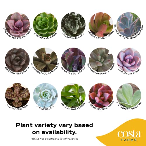 Costa Farms Live Succulent Plants (11-Pack), Mini Succulent Assortment Potted in Nursery Plant Pots, Grower's Choice Indoor Houseplants, Bulk Gift for Baby Shower, Wedding, Party, 2-Inches Tall