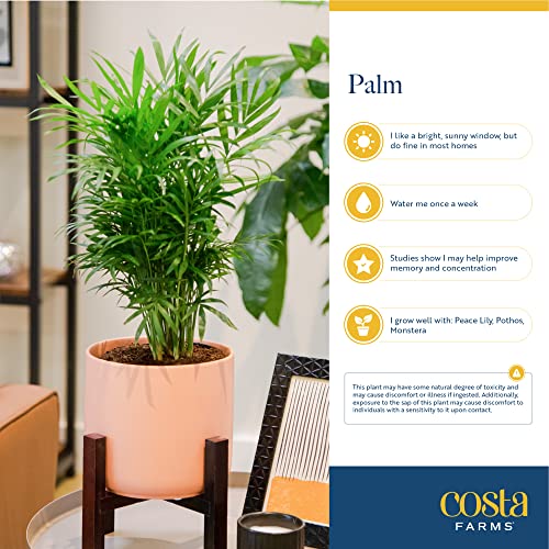 Costa Farms Majesty Palm Live Plant, Live Indoor and Outdoor Palm Tree, Potted in Modern Décor Planter, Tropical Floor Houseplant in Potting Soil, Great Patio, Balcony, Home Decor, 3-4 Feet Tall