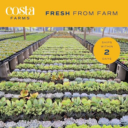 Costa Farms Live Succulent Plants (11-Pack), Mini Succulent Assortment Potted in Nursery Plant Pots, Grower's Choice Indoor Houseplants, Bulk Gift for Baby Shower, Wedding, Party, 2-Inches Tall